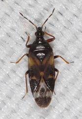 Anthocoris nemoralis