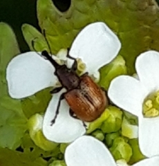 Tatianaerhynchites aequatus