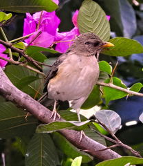 Turdus pelios