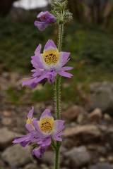 Schizanthus splendens
