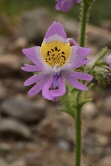 Schizanthus splendens