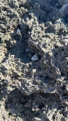 Cenchritis muricatus