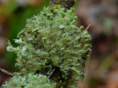 Heterodermia echinata