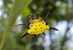 Macracantha hasselti