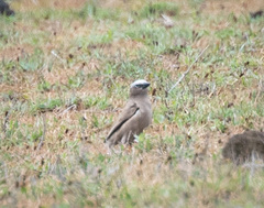 Pseudonigrita arnaudi