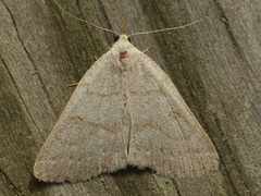 Chytolita morbidalis