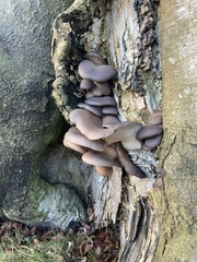 Pleurotus ostreatus