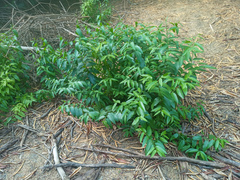 Vallesia
