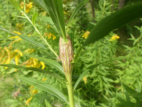 Epiblema scudderiana photographed on goldenrod