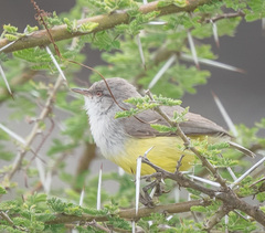 Eremomela icteropygialis