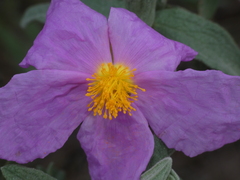 Cistus albidus