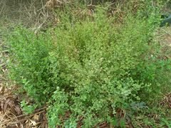 Pseudoconyza viscosa