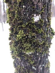 Ulota coarctata