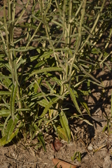 Pterocaulon virgatum