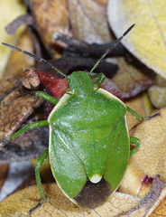 Chlorochroa juniperina