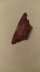 Lepidoptera
