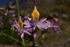 Schizanthus hookeri
