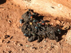 Chrysomya marginalis