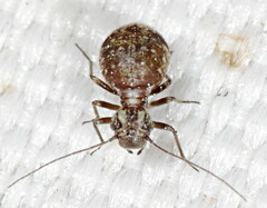 Mesopsocus