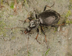 Cychrus attenuatus