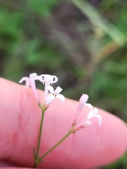 Asperula aristata