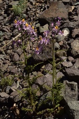 Schizanthus hookeri