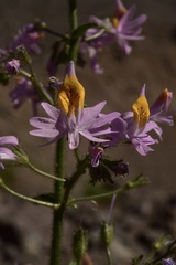 Schizanthus hookeri