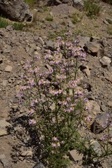 Schizanthus hookeri
