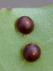 Cerura vinula