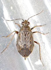 Saldidae