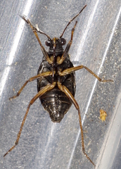 Saldidae