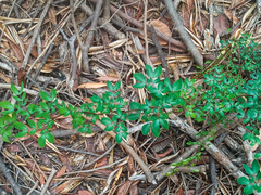 Pithecellobium excelsum