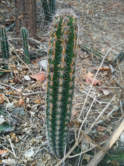 Armatocereus cartwrightianus