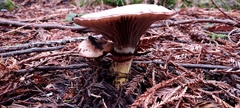 Gomphidius oregonensis