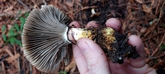 Gomphidius oregonensis