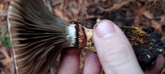 Gomphidius oregonensis