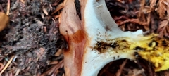 Gomphidius oregonensis