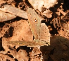 Brakefieldia perspicua