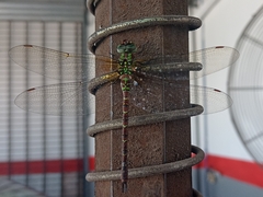 Rhionaeschna planaltica