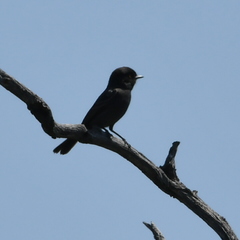 Knipolegus striaticeps