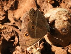 Brakefieldia perspicua