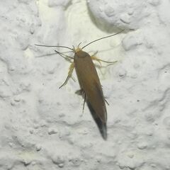 Crassa unitella