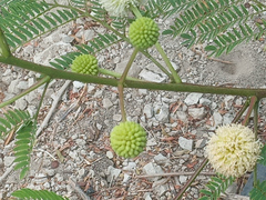 Leucaena