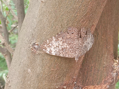 Hamadryas amphichloe