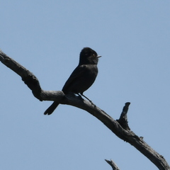 Knipolegus striaticeps