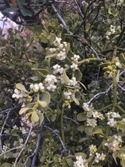 Phoradendron villosum