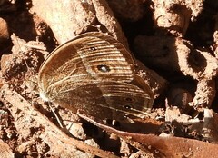 Brakefieldia perspicua