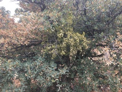 Phoradendron villosum