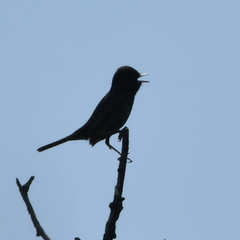 Knipolegus striaticeps