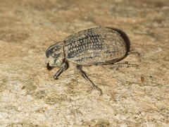 Trogidae